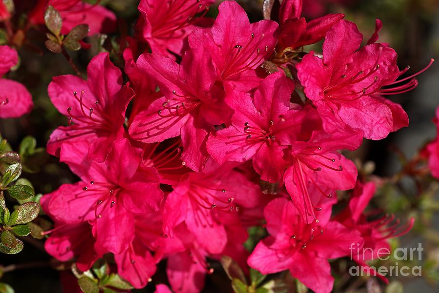 Spring Photograph - Azaleas In Hot Pink by Joy Watson
