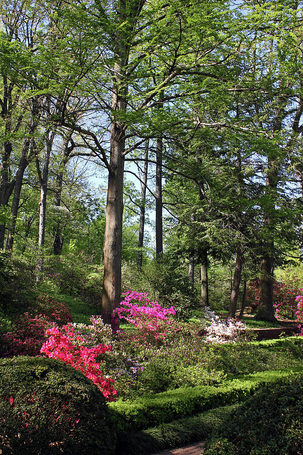 Azaleas in the Garden Photograph by Carolyn Stagger Cokley