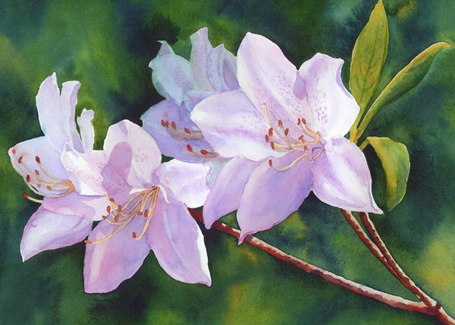 Azaleas Painting by Judy Mercer