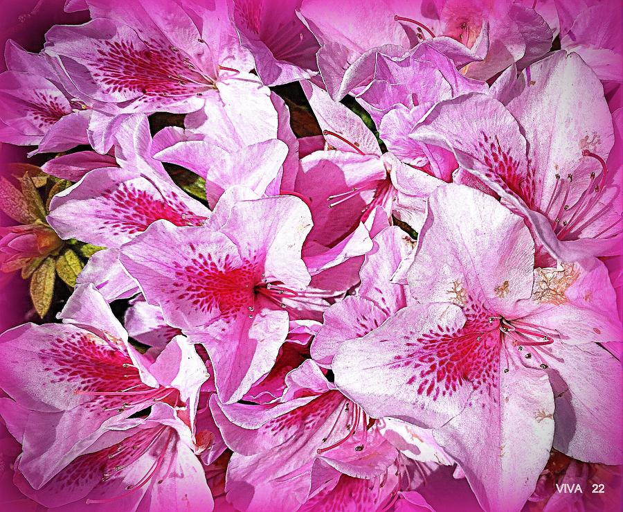 Azaleas-Precious Pink Photograph by VIVA Anderson