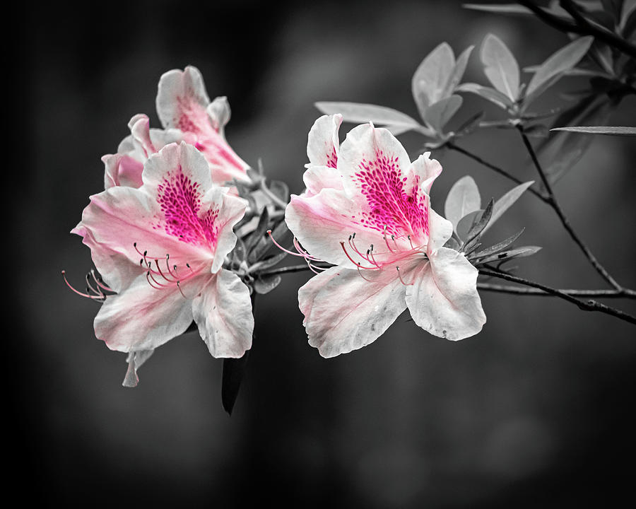 Azaleas Photograph by Rick Nelson