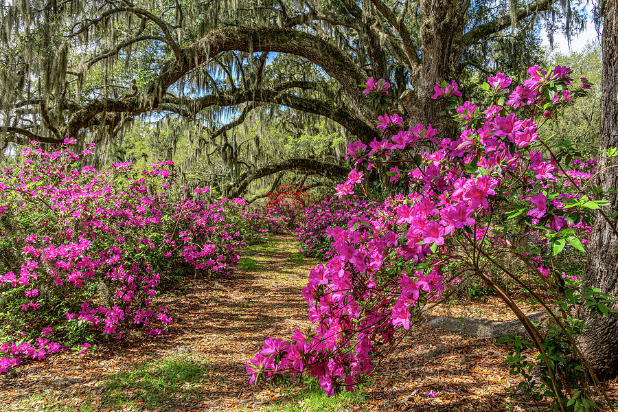 Azaleas Under the Oaks II Photograph by Jim Miller