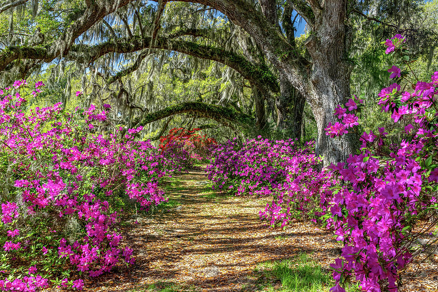 Azaleas Under the Oaks III Photograph by Jim Miller