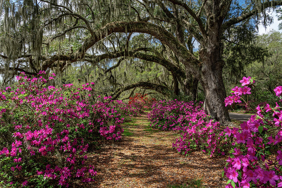 Azaleas Under the Oaks Photograph by Jim Miller