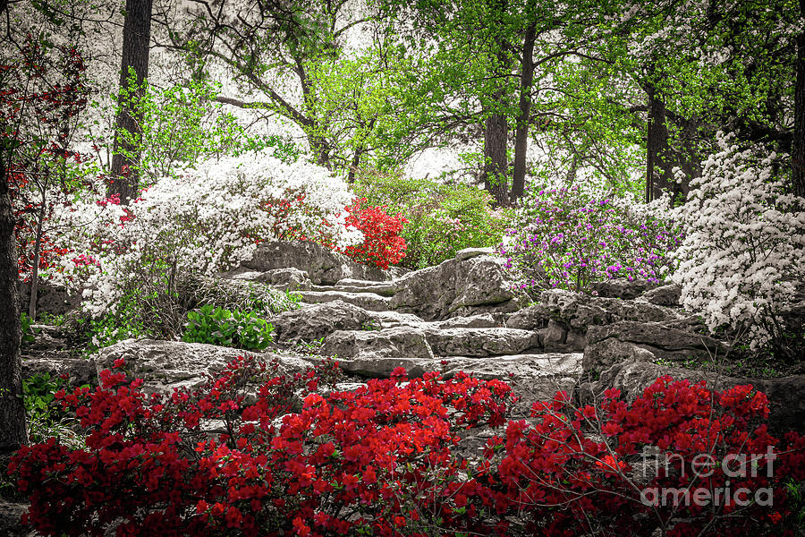 Azeleas in the Park Photograph by Susan Vineyard