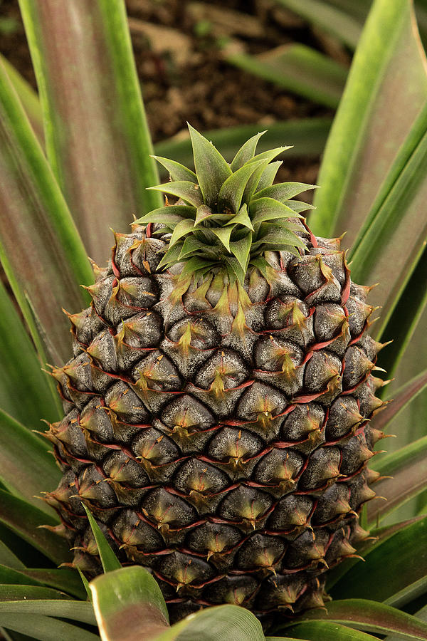 Azorean Pineapple Photograph by Denise Kopko