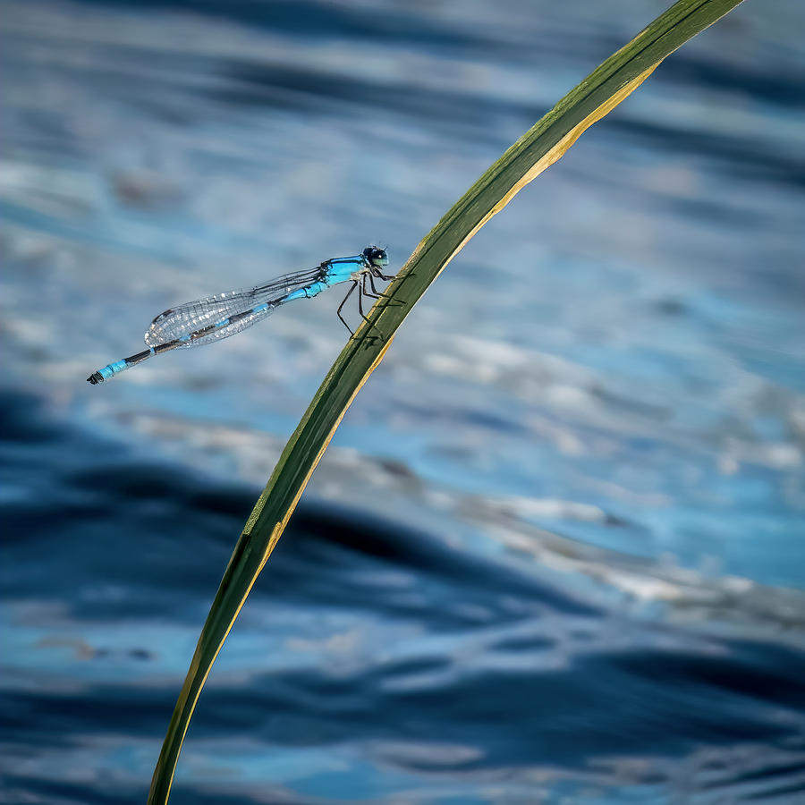 Azure Bluet Dragonfly Photograph by Patti Deters