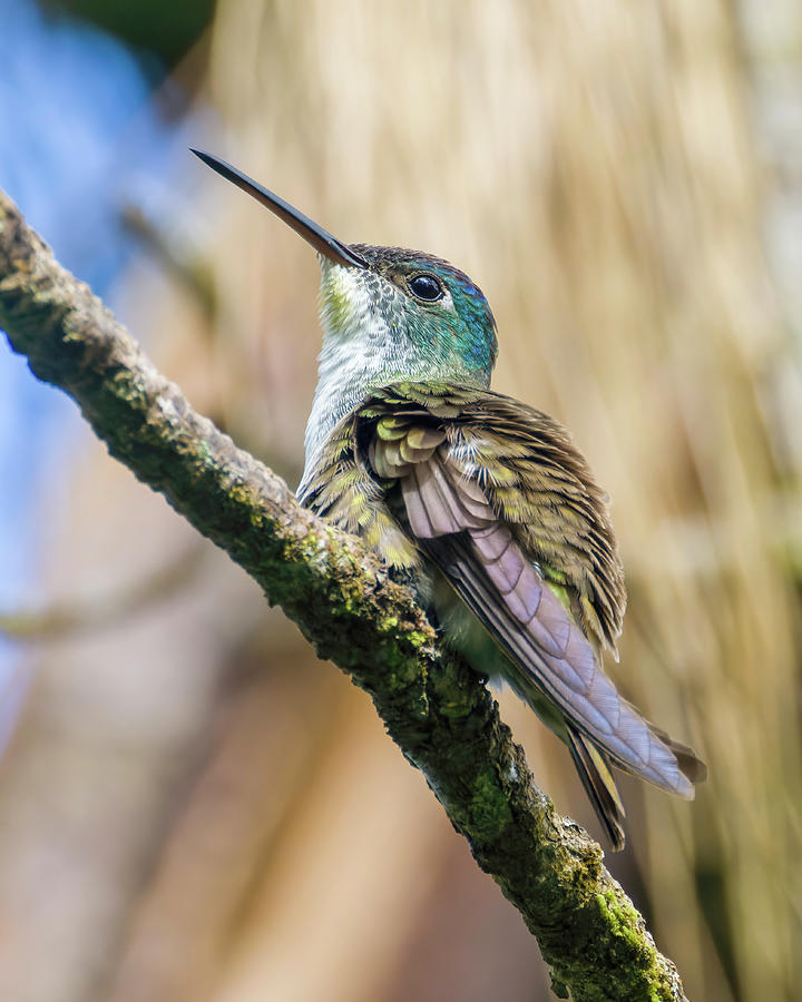 Azure Crowned Hummingbird La Hondura Santa Rosa de Copan Honduras Photograph by Adam Rainoff