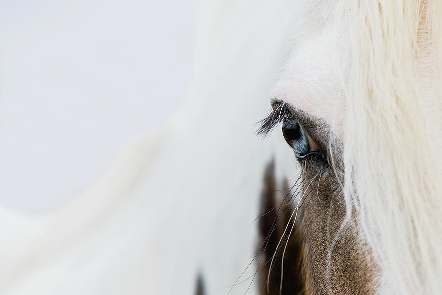 Azure - Horse Art Photograph by Lisa Saint