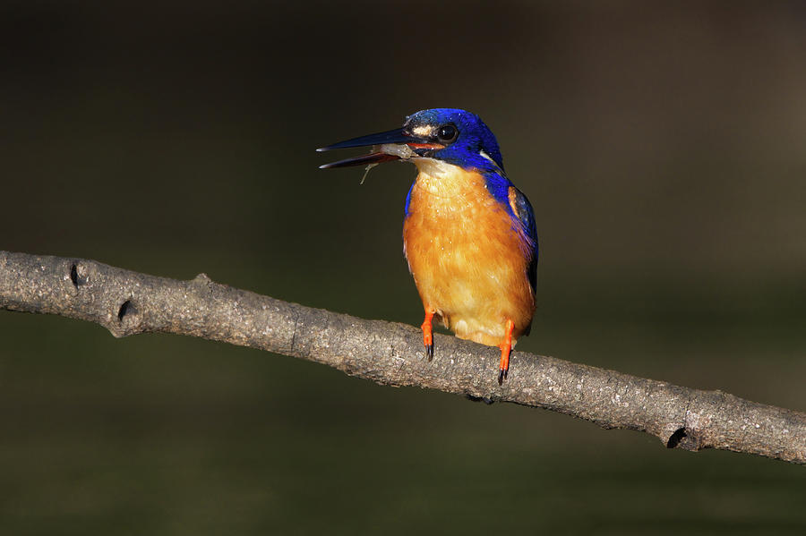 Azure Kingfisher 2 Photograph by Nicolas Lombard