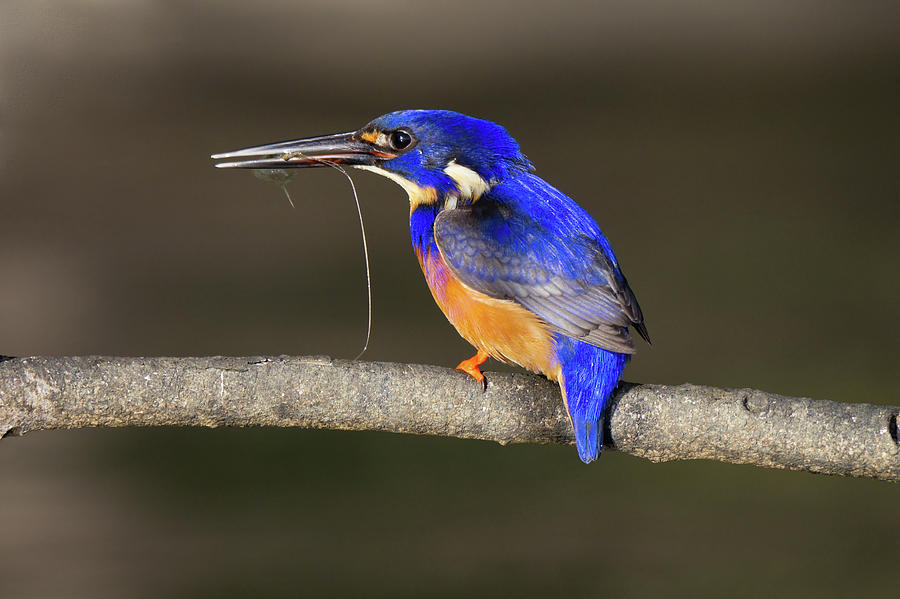 Azure Kingfisher  Photograph by Nicolas Lombard