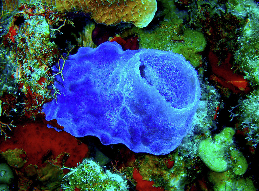 Azure Vase Sponge Photograph by Peter Williams - Fine Art America