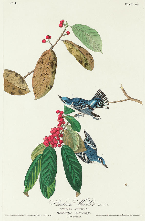 Audubon Birds Drawing - Azure Warbler by John James Audubon