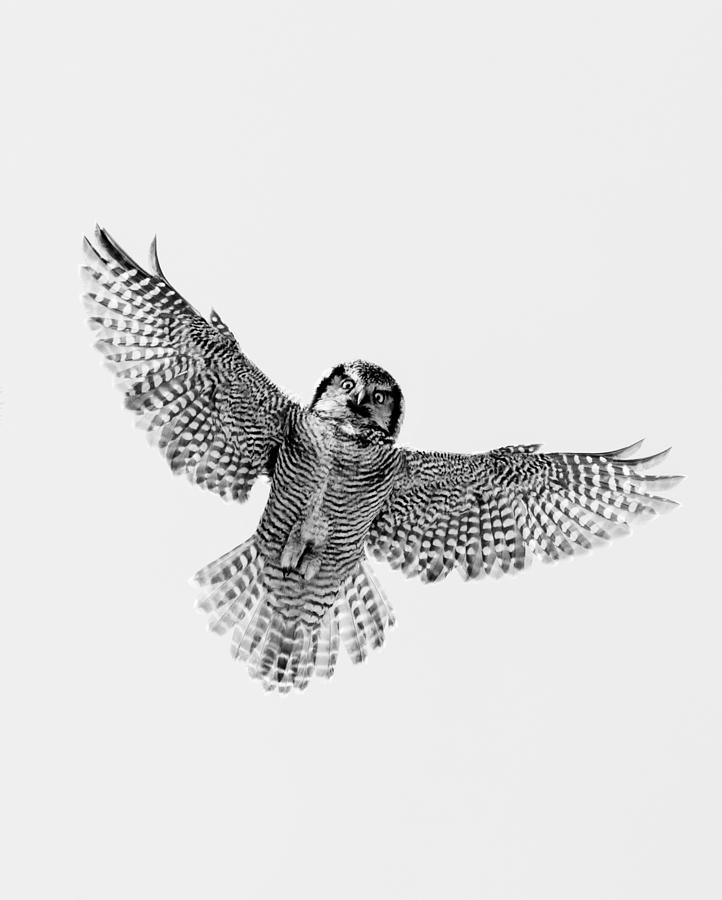 B and W Hawk Owl Photograph by Mircea Costina Photography