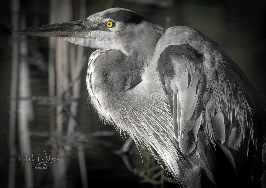 B And W Heron Photograph By Heidi Wilson - Pixels