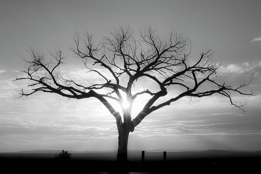 B and W shot of the Taos Welcom Tree Photograph by Elijah Rael