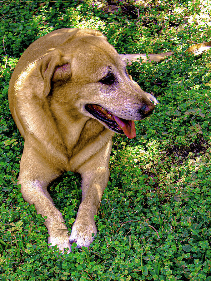 Labrador Retriever Art 36 #1 Photograph by Miss Pet Sitter