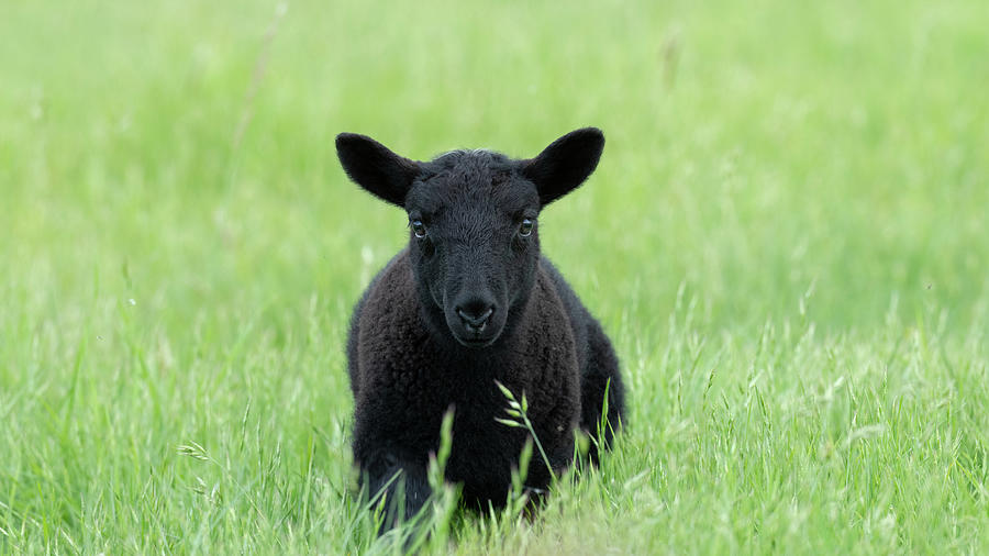 Lamb Photograph - Baa Baa Black Lamb by Christina Stobbs Lamb Photograph - Baa Baa Black Lamb by Christina Stobbs