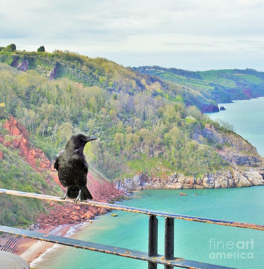 Raven Photograph - Babbacombe Raven  by Tina M Powell