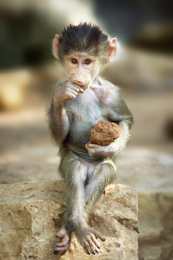 Baboon Photograph - Baboon Baby by Yuri Peress
