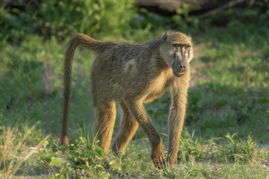 Baboon Botswana Africa 2 Photograph by Joan Carroll - Fine Art America