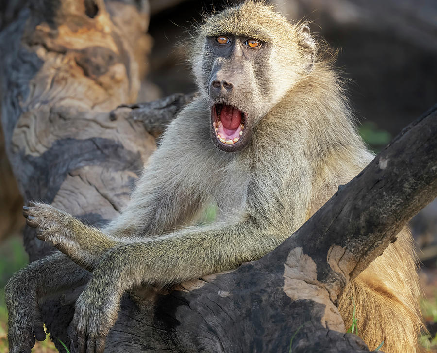 Baboon Botswana Africa Photograph by Joan Carroll - Pixels