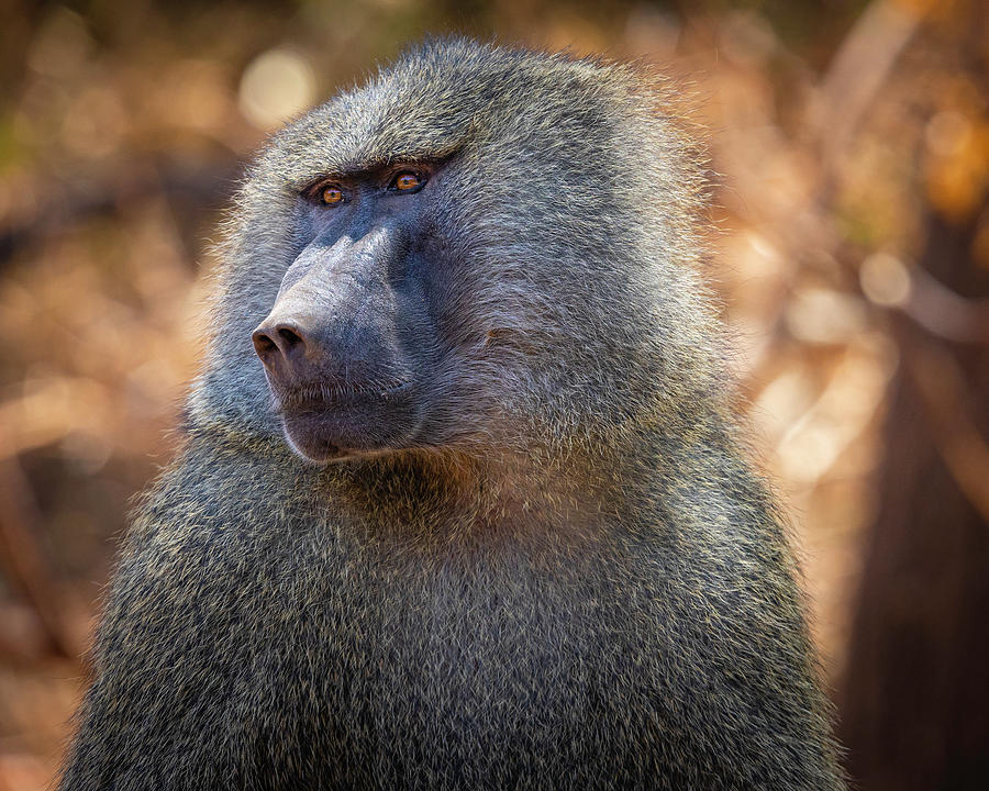Baboon Photograph by Chris Dutton