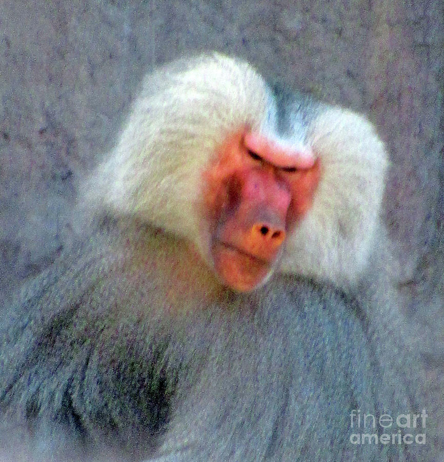 Baboon Elder 1 Photograph by Randall Weidner