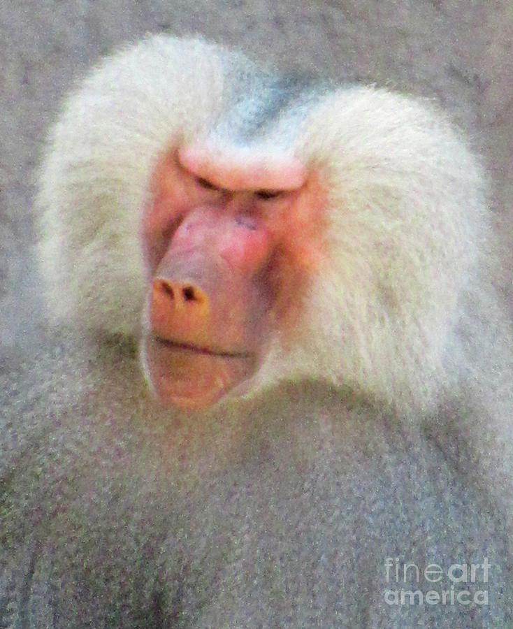 Baboon Elder 4 Photograph by Randall Weidner