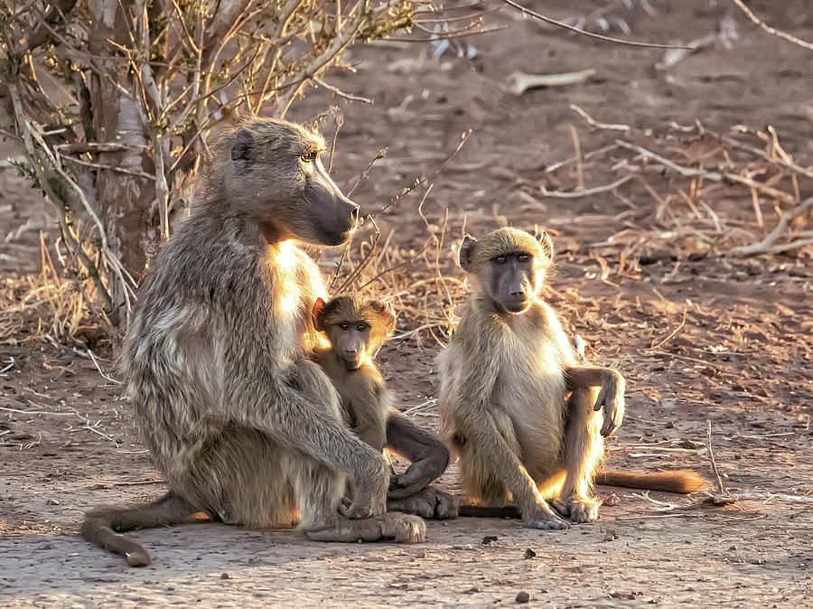Baboon Family at Sunset Photograph by Cheryl Strahl