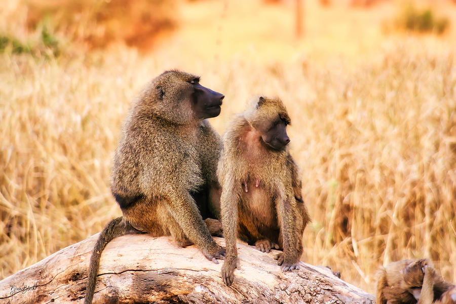 Baboon family Photograph by Bruce Block