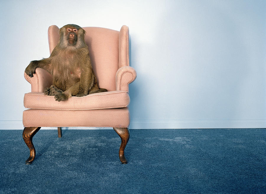 Baboon in armchair Photograph by Matthias Clamer