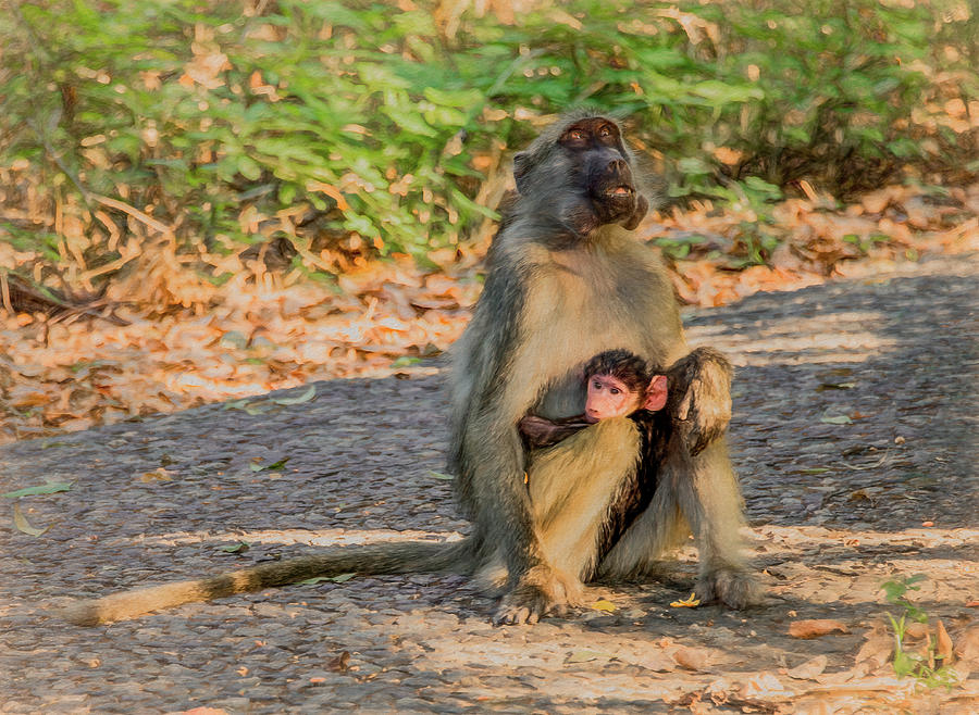 Baboon Mama and Baby in Zimbabwe Photograph by Marcy Wielfaert
