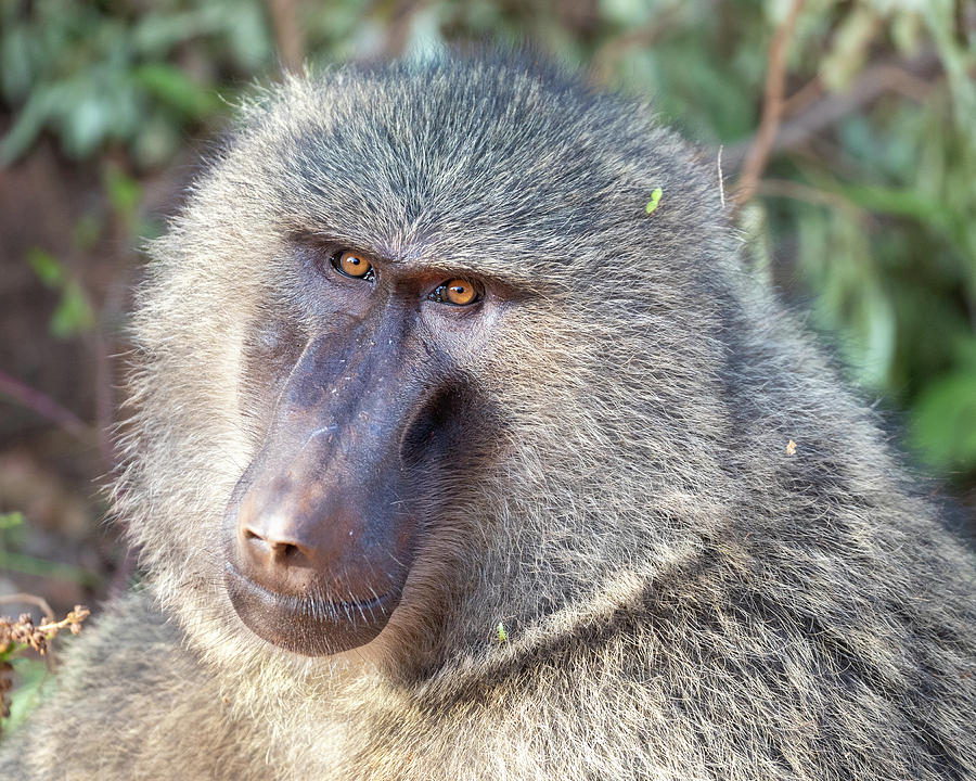 Baboon Photograph by Michael J Renner - Fine Art America