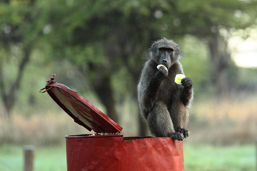 Baboon on Litter Bin Eating Fruit Photograph by Rich Lewis