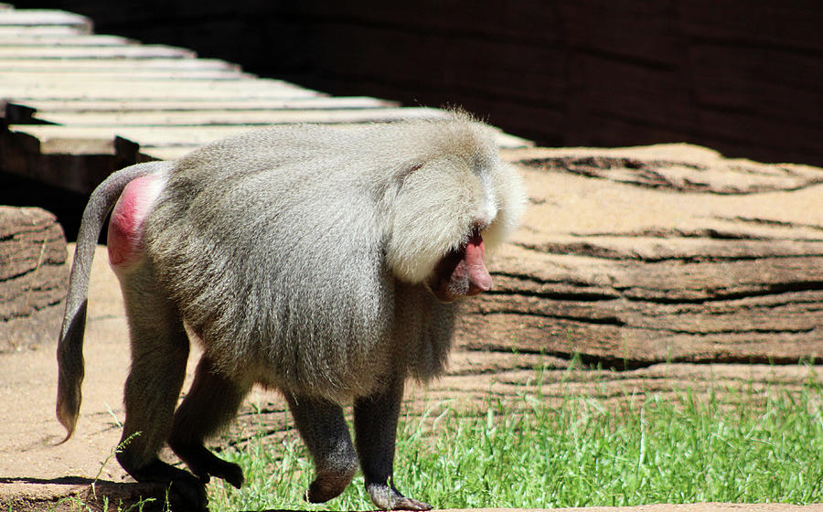 Baboon On The Move Photograph by Cynthia Guinn