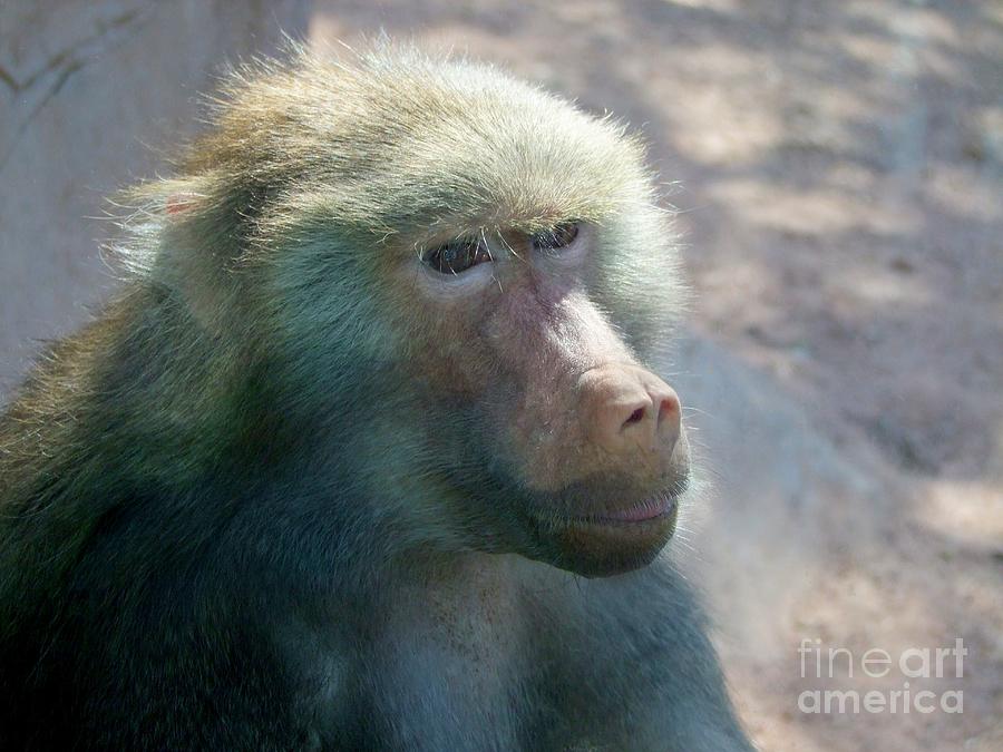 Baboon Portrait Photograph by Mary Deal