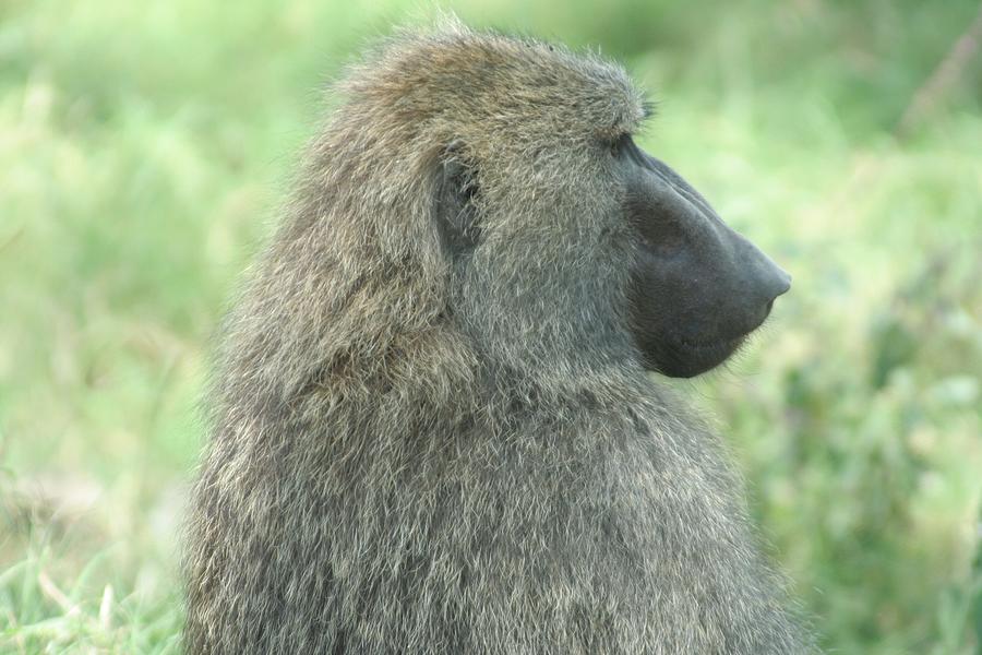 Baboon Photograph by Roger Gee - Fine Art America