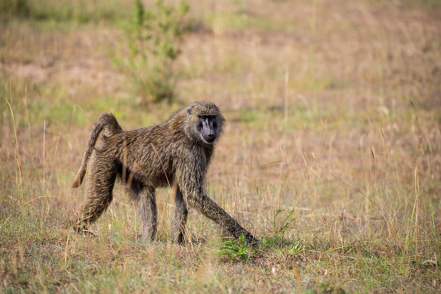 Baboon Walk Photograph by Jenna Wilson - Pixels