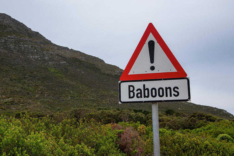 Baboons Road Sign Photograph by Bill Cubitt