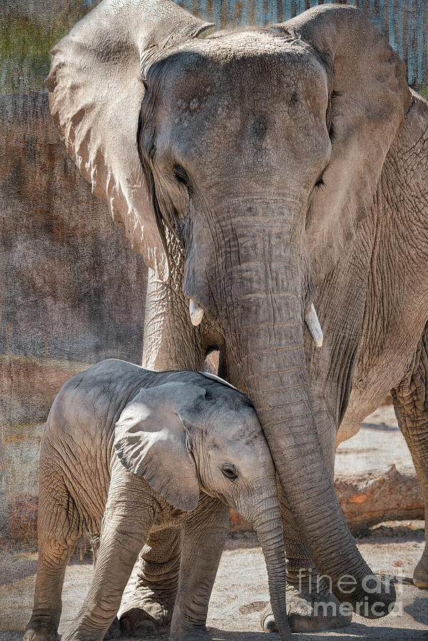 Baby African Elephant Wanting Affection Photograph by Al Andersen