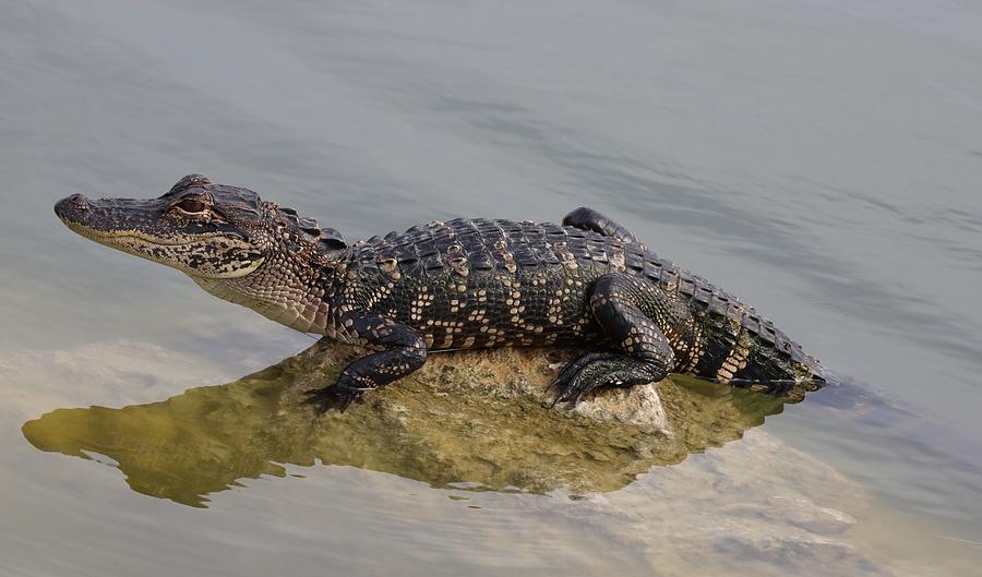 Baby Alligator 2 Photograph by Mingming Jiang