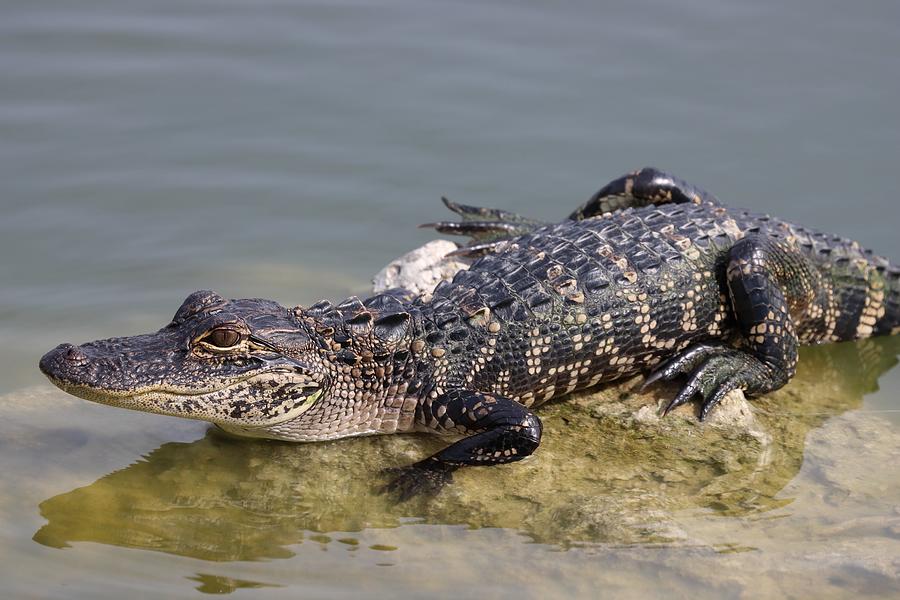 Baby Alligator 4 Photograph by Mingming Jiang