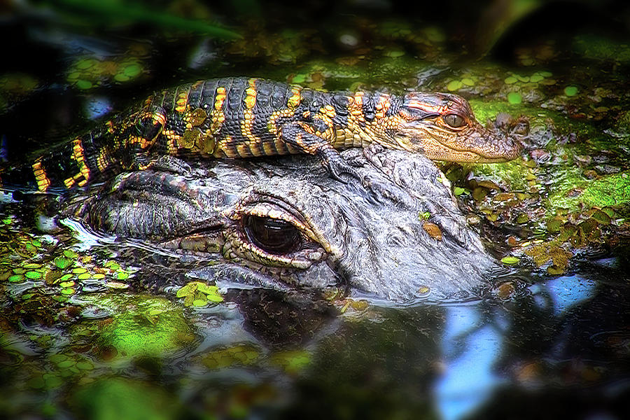 Baby Alligator and Mother Alligator Photograph by Mark Andrew Thomas