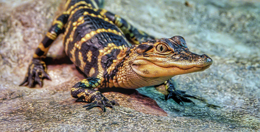 Reptile Photograph - Baby Alligator by Kathi Isserman