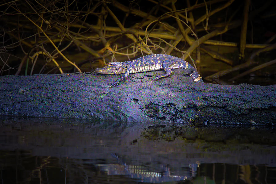 Baby Alligator on the River Photograph by Mark Andrew Thomas