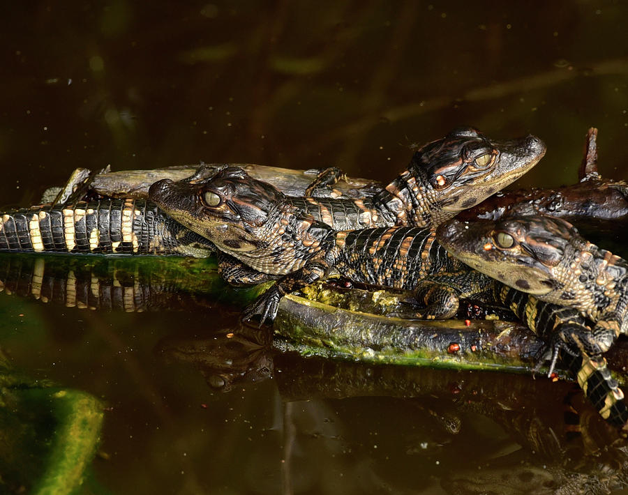 Baby Alligators Photograph by Cindy McIntyre