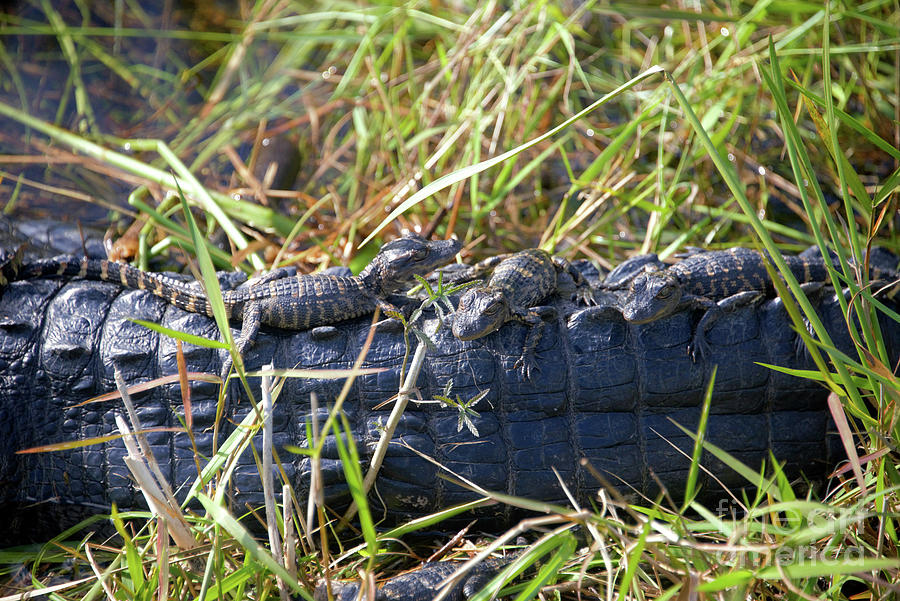 Baby Alligators in the Everglades Photograph by David Lee Thompson