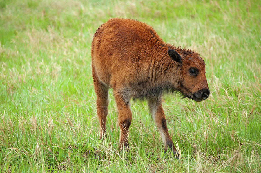 Baby American Bison Landscape Photograph by Kyle Hanson - Fine Art America