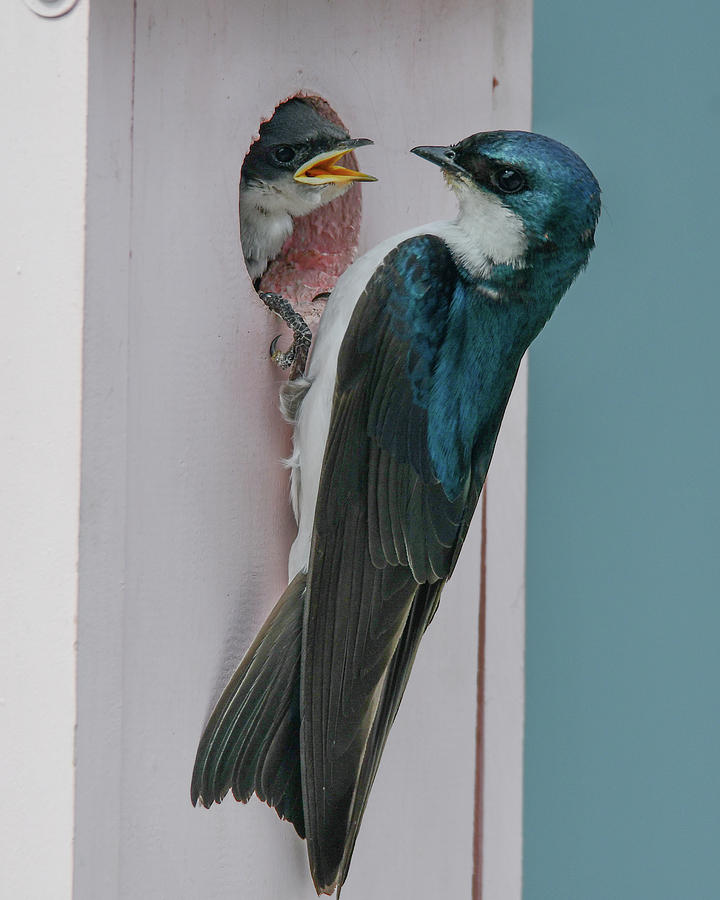 Baby and Momma Swallow Photograph by Michelle Wittensoldner